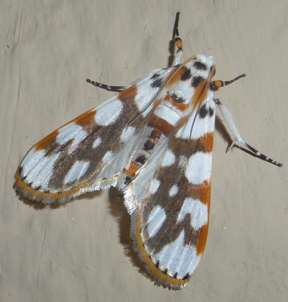 Obtusipalpis rubricostalis