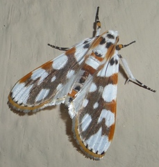 Obtusipalpis rubricostalis