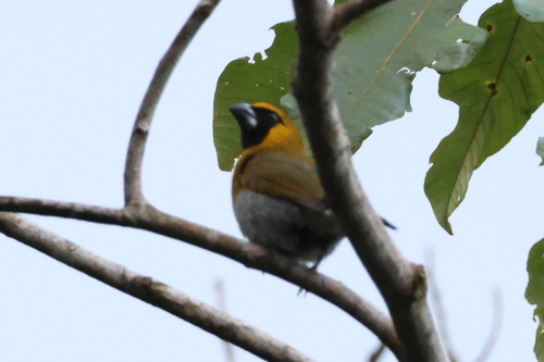 Black-faced Grosbeak (Caryothraustes poliogaster), photo 4