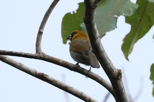 Black-faced Grosbeak (Caryothraustes poliogaster), photo 3