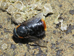 Osca lata