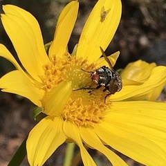 Deopalpus