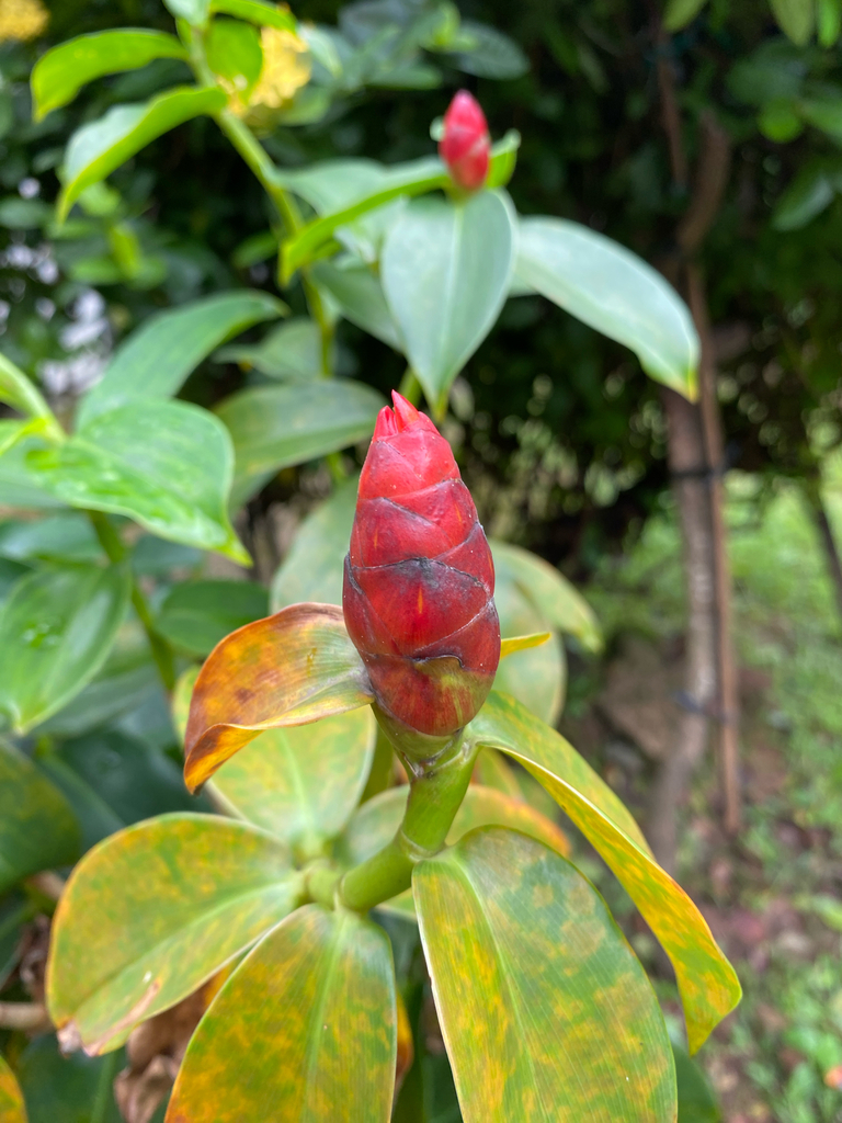 Red Button Ginger (Costus woodsonii)