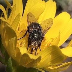 Deopalpus