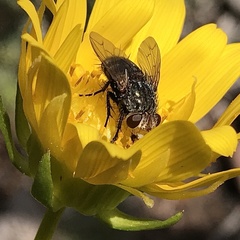 Deopalpus