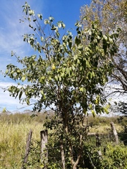 Tabernaemontana tomentosa