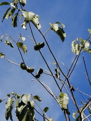 Tabernaemontana tomentosa