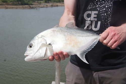 Great Trevally