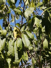 Tabernaemontana tomentosa