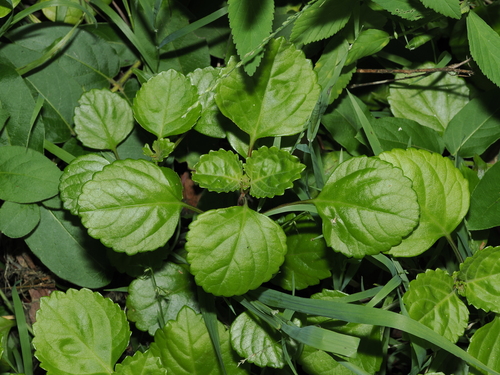 Whorled plectranthus