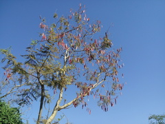 Leucaena esculenta