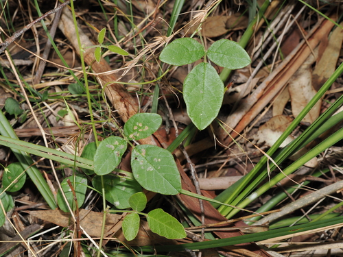 Dusky coral pea (Kennedia rubicunda)