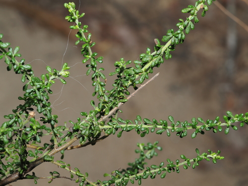 Olearia microphylla