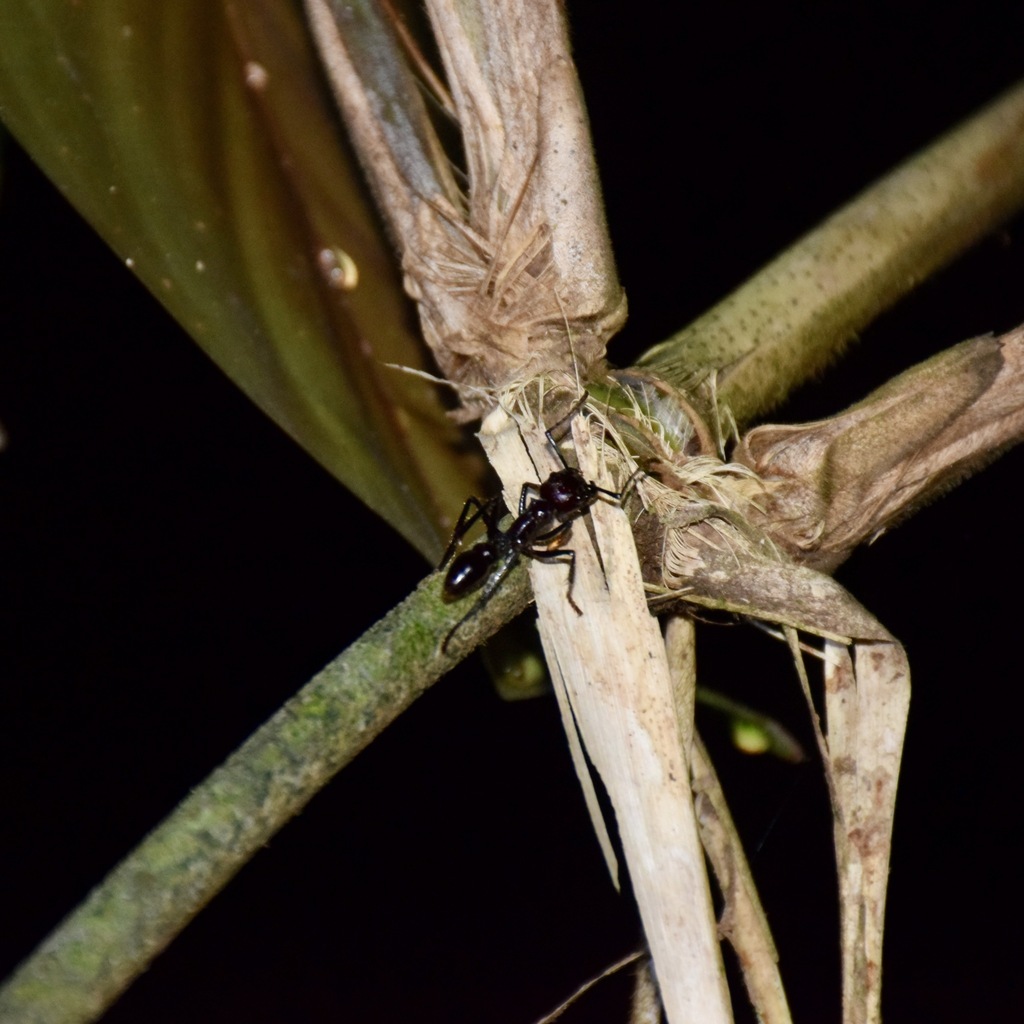 Bullet Ant in February 2019 by Pranav Sadana · iNaturalist