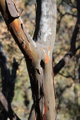 Comarostaphylis polifolia