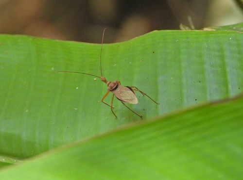 Montina tikuna