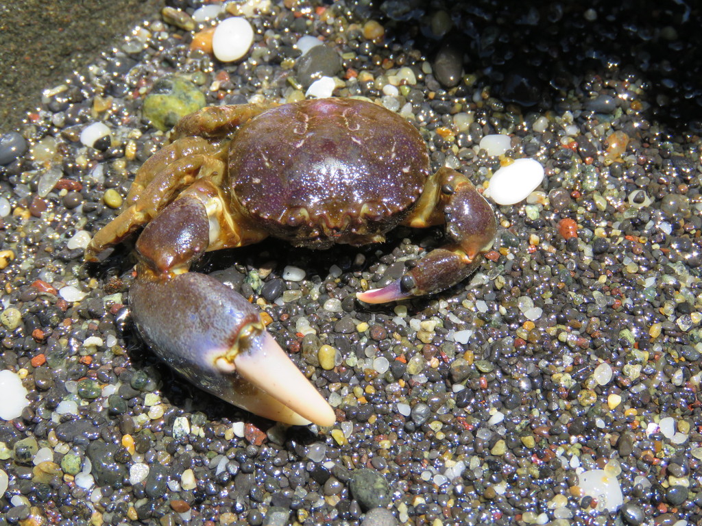 Acanthocyclus hassleri