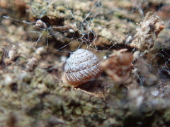 Strobilops