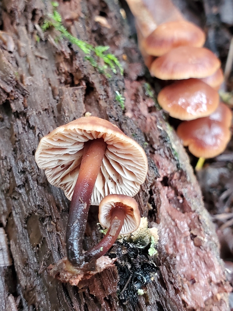 Gymnopus brassicolens · February 2026 · photo: © arlenedevitt (iNaturalist, cc-by)
