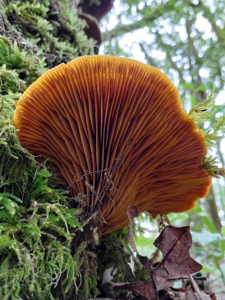 Omphalotus olivascens · February 2026 · photo: © arlenedevitt (iNaturalist, cc-by)