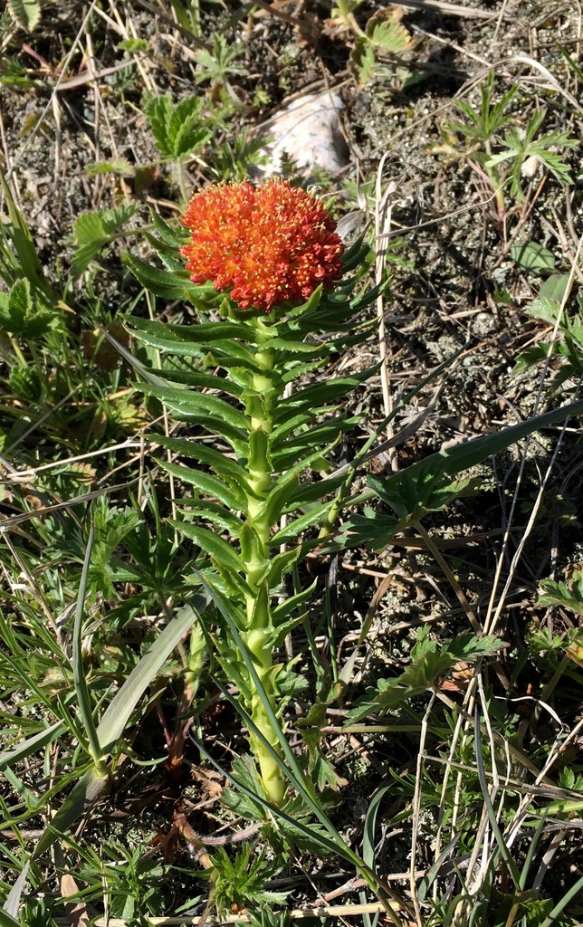 Rhodiola kirilowii (Rhodiola kirilowii)