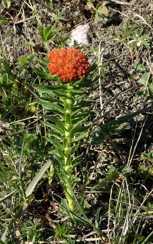 Rhodiola kirilowii (Rhodiola kirilowii)