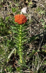 Rhodiola kirilowii