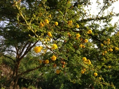 Vachellia hockii