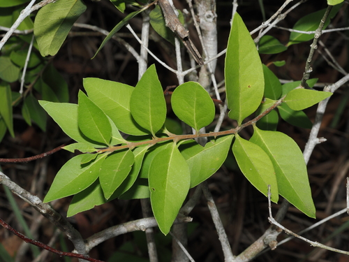 forest olive (Notelaea ovata)