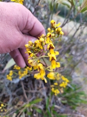 Cyrtochilum densiflorum