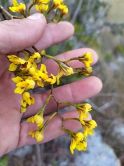 Cyrtochilum densiflorum