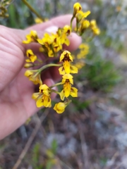 Cyrtochilum densiflorum