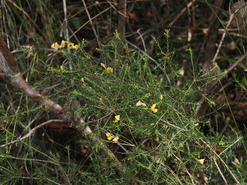 heathy parrot pea (Dillwynia retorta)