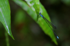 Nesobasis angulicollis