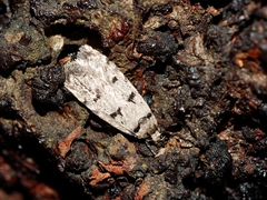 Scatochresis episema