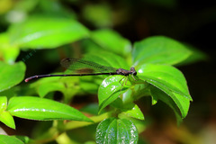 Melanesobasis flavilabris