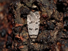 Scatochresis episema