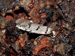Scatochresis episema
