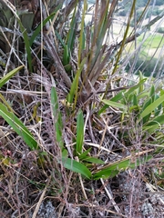 Cyrtochilum densiflorum
