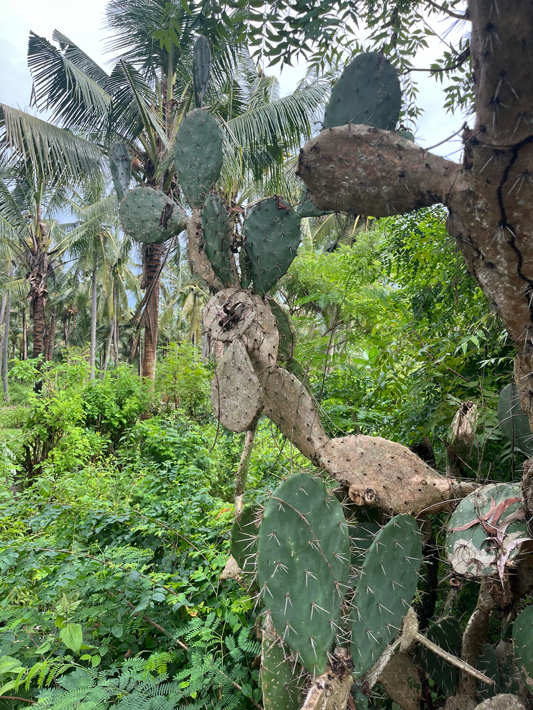 Broad prickly pear (Opuntia elatior)