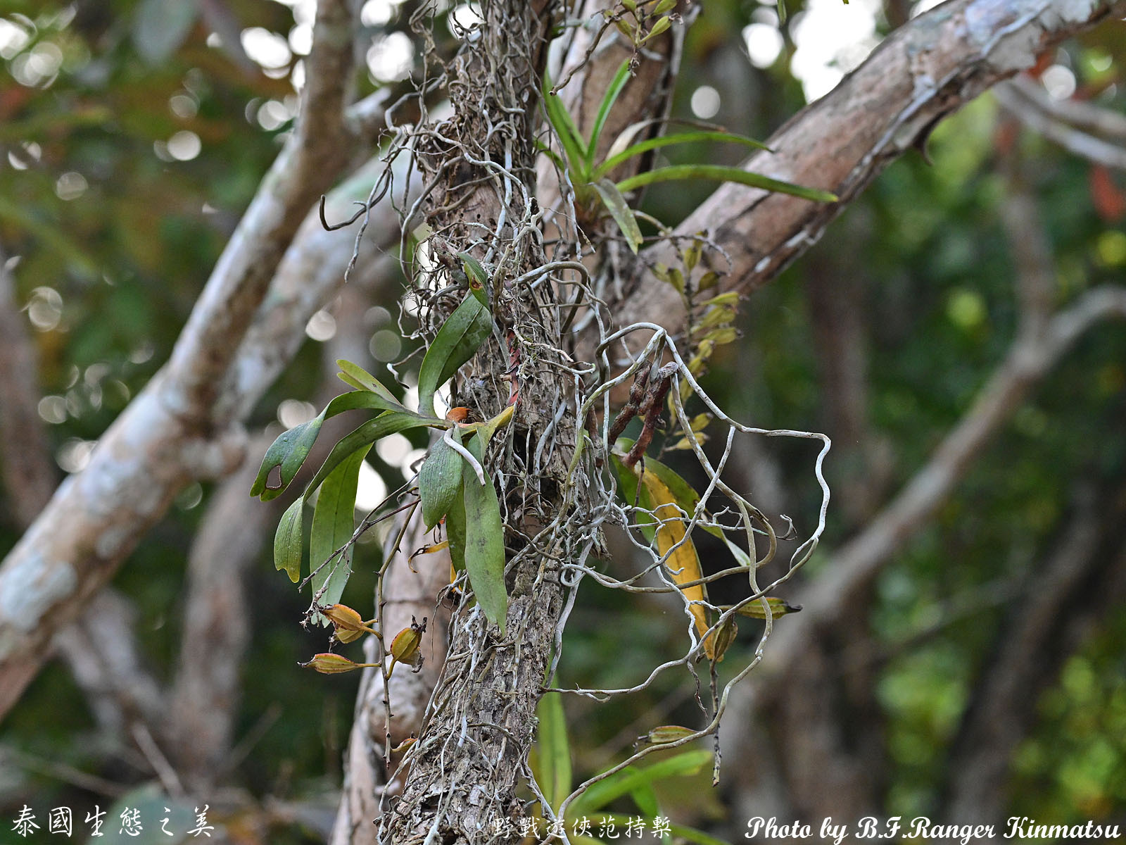 Aerides falcata Lindl. & Paxton 3