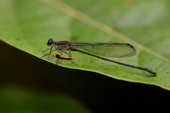 Nesobasis comosa