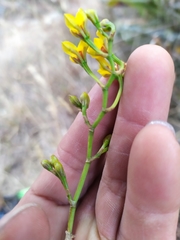 Cyrtochilum densiflorum