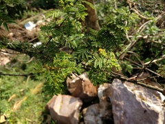 Vachellia hockii