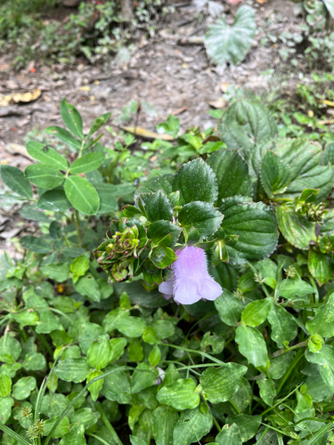 Gloxinia perennis