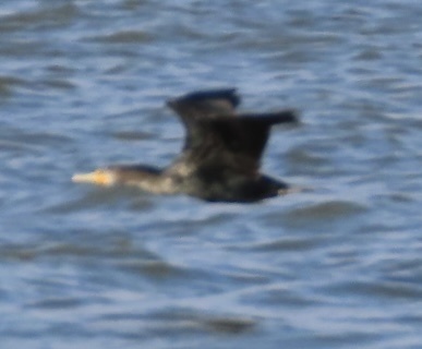 Double-crested Cormorant