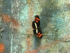 Podotricha telesiphe