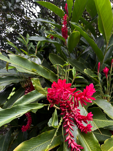 Red Ginger