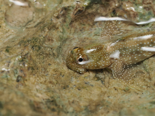 Praealticus bilineatus observed 2026-02-23