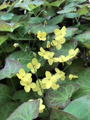 Epimedium × versicolor